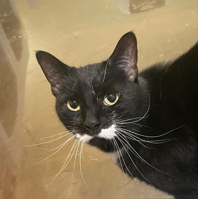 Smooch (LE), Adoptable, Senior Female Domestic Short Hair.