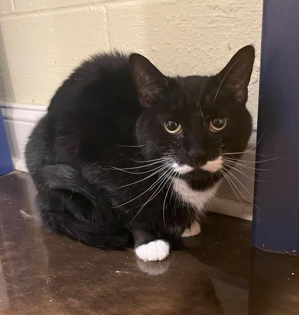 Enlarge Smooch (LE), a Adoptable Domestic Short Hair in Little Falls, NJ image 2/3