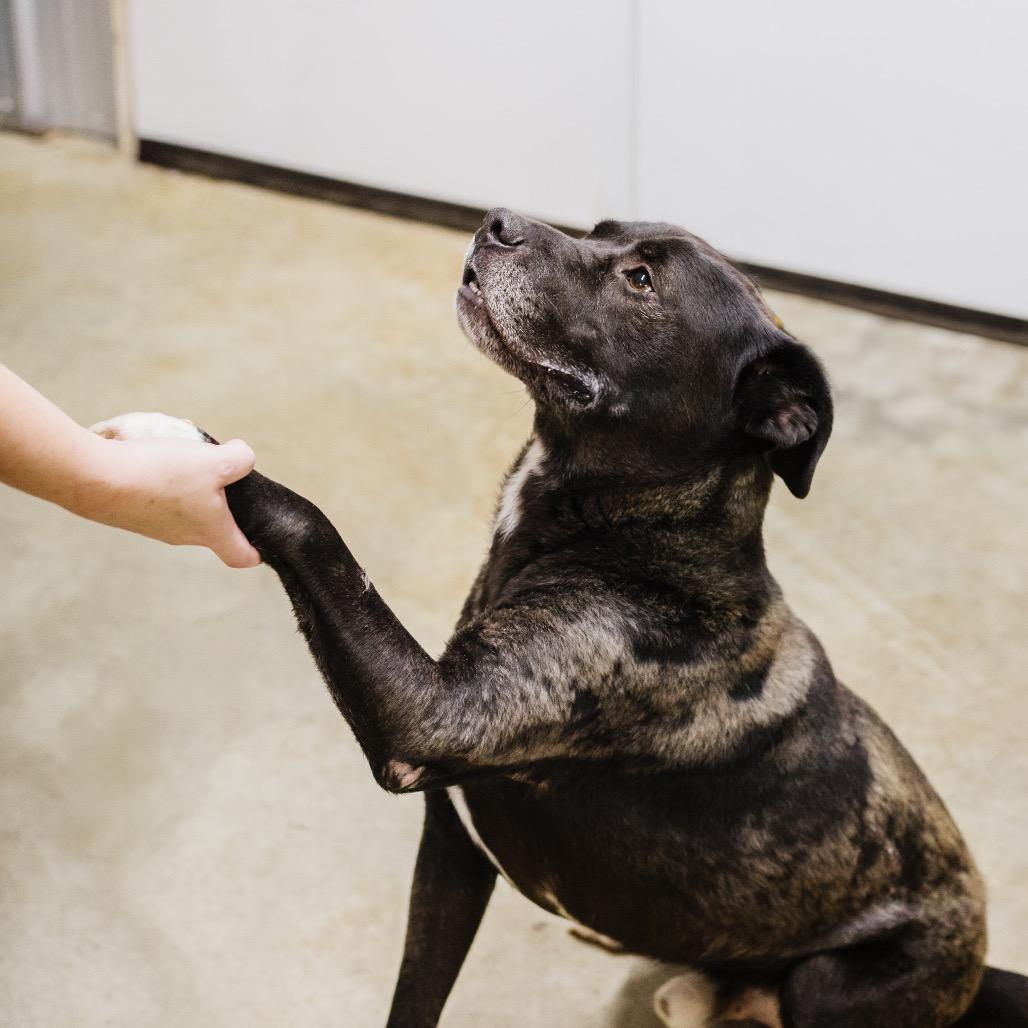Spanky Ham (in hw treatment), Adoptable, Adult Male Black Labrador Retriever.