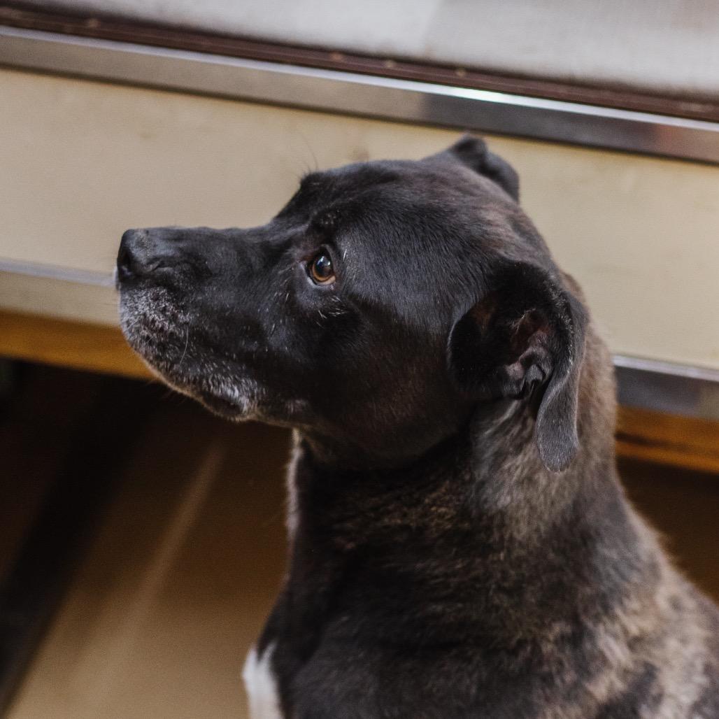 Enlarge Spanky Ham (in hw treatment), a Adoptable Black Labrador Retriever in Parrish, AL image 2/6
