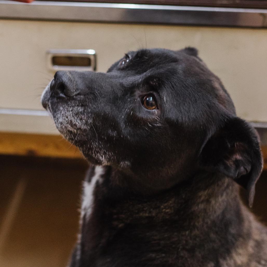 Enlarge Spanky Ham (in hw treatment), a Adoptable Black Labrador Retriever in Parrish, AL image 3/6