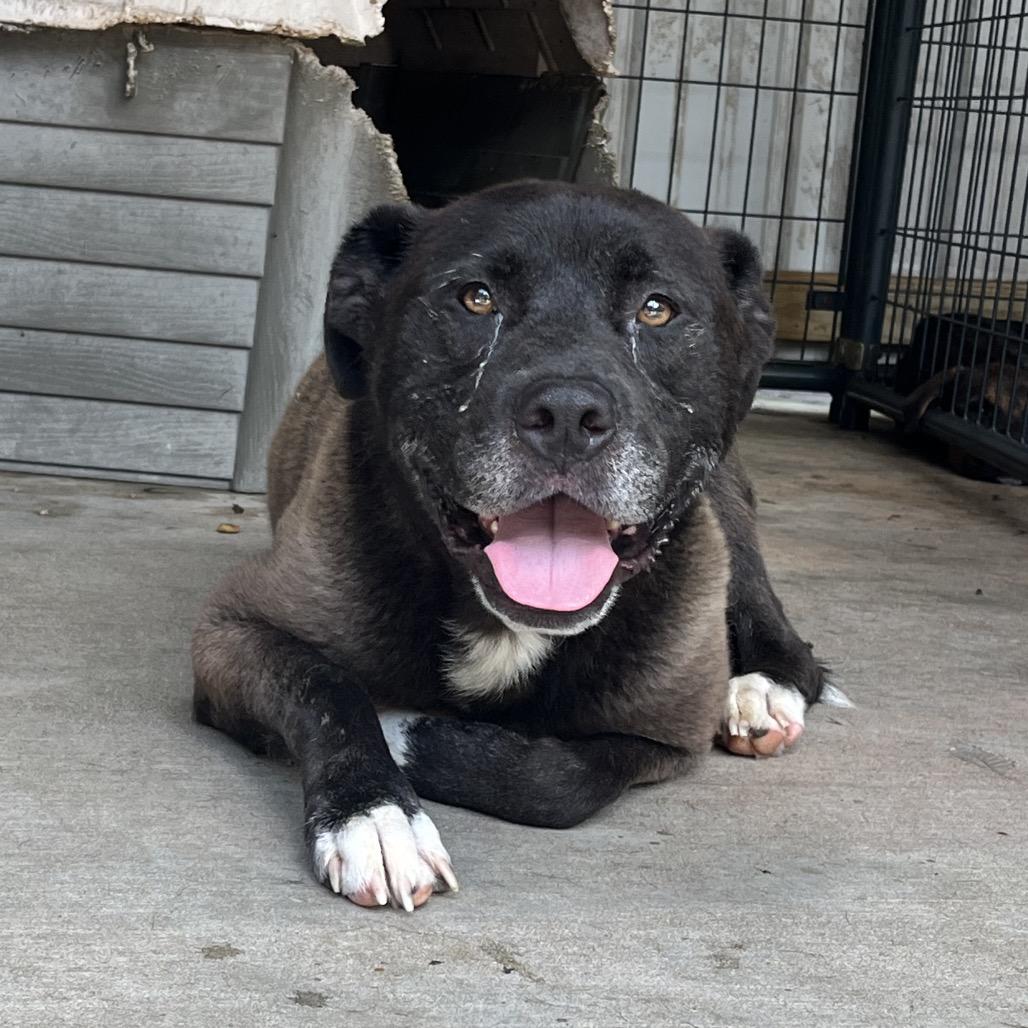 Enlarge Spanky Ham (in hw treatment), a Adoptable Black Labrador Retriever in Parrish, AL image 4/6