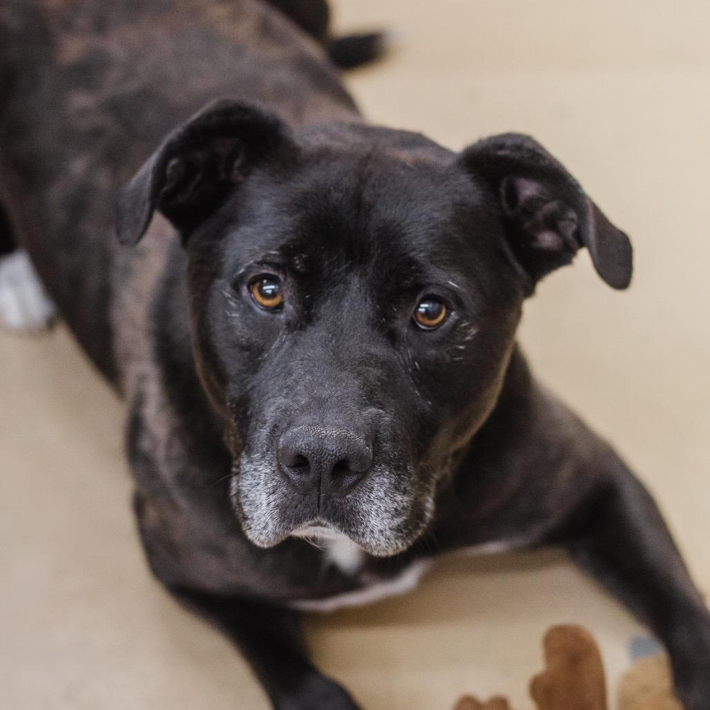 Enlarge Spanky Ham (in hw treatment), a Adoptable Black Labrador Retriever in Parrish, AL image 5/6