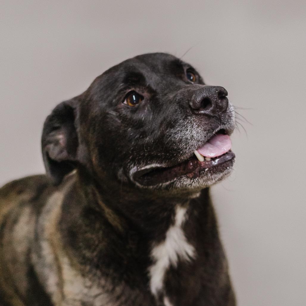 Enlarge Spanky Ham (in hw treatment), a Adoptable Black Labrador Retriever in Parrish, AL image 6/6