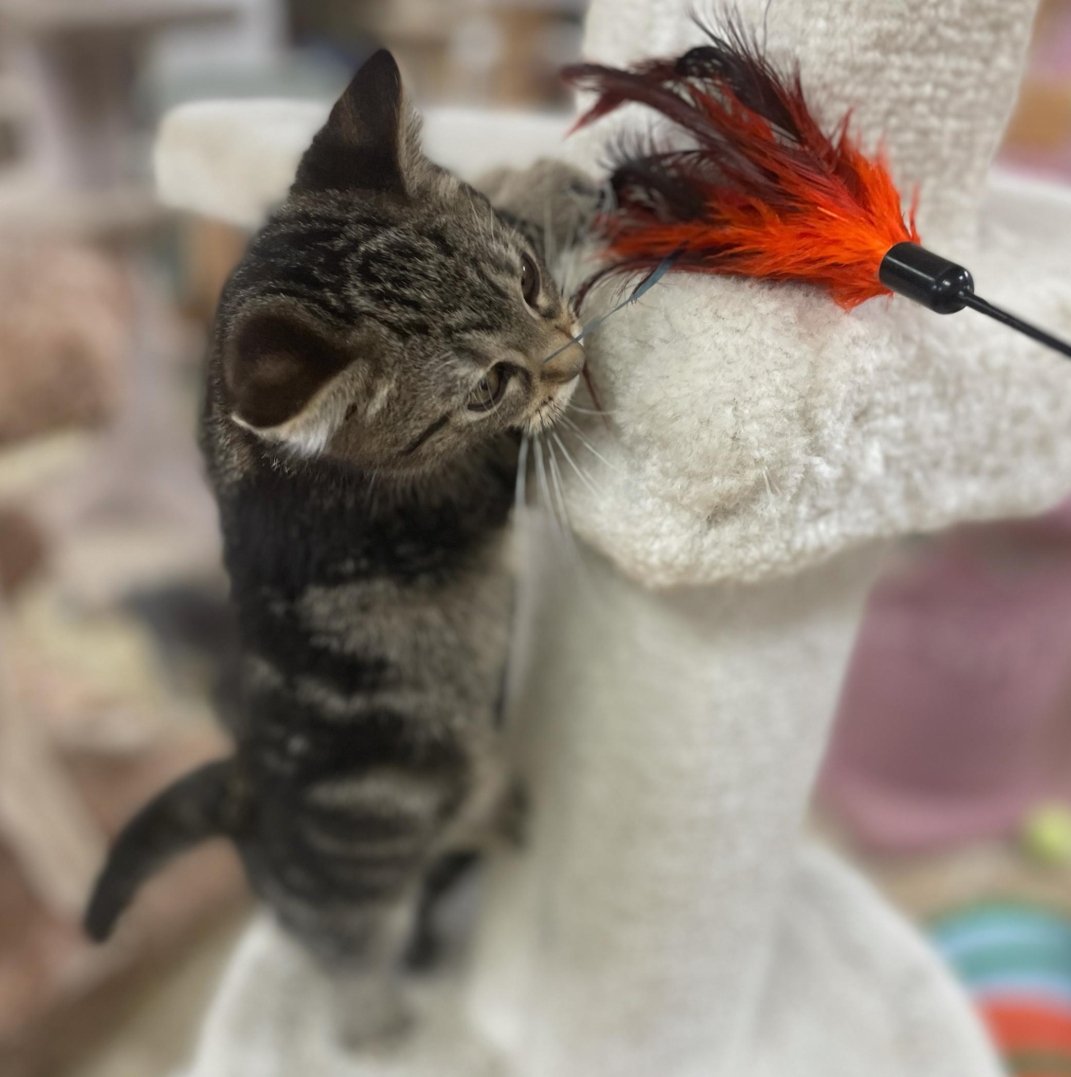 Enlarge Erin (Needs to be Adopted w/Littermate), a Adoptable Domestic Short Hair in Neillsville, WI image 3/6