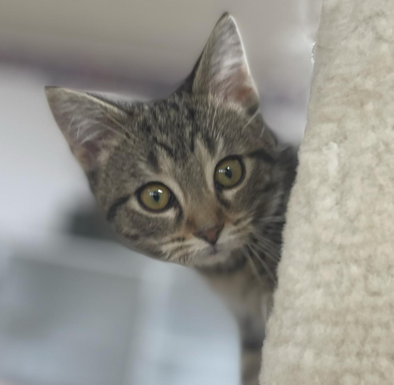 Erin (Needs to be Adopted w/Littermate), Adoptable, Kitten Female Domestic Short Hair.