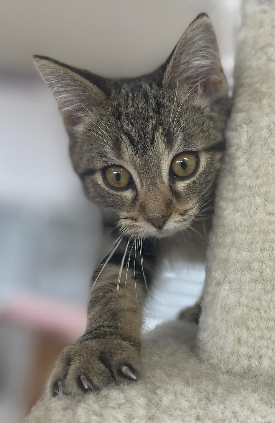 Enlarge Erin (Needs to be Adopted w/Littermate), a Adoptable Domestic Short Hair in Neillsville, WI image 5/6