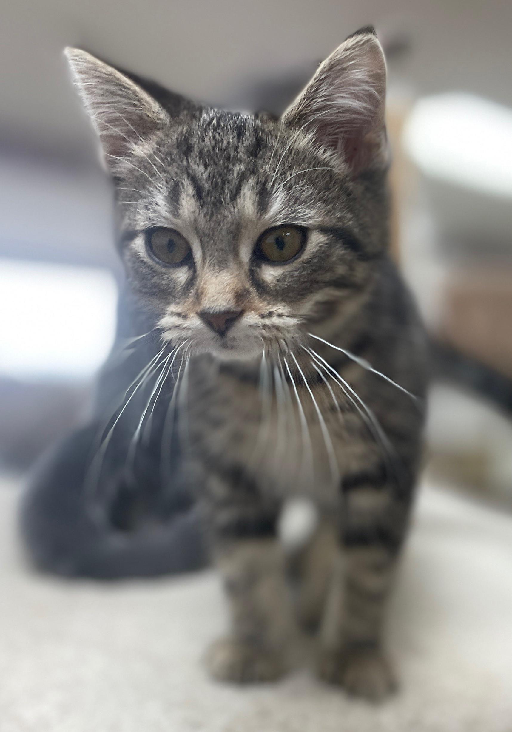 Enlarge Erin (Needs to be Adopted w/Littermate), a Adoptable Domestic Short Hair in Neillsville, WI image 6/6