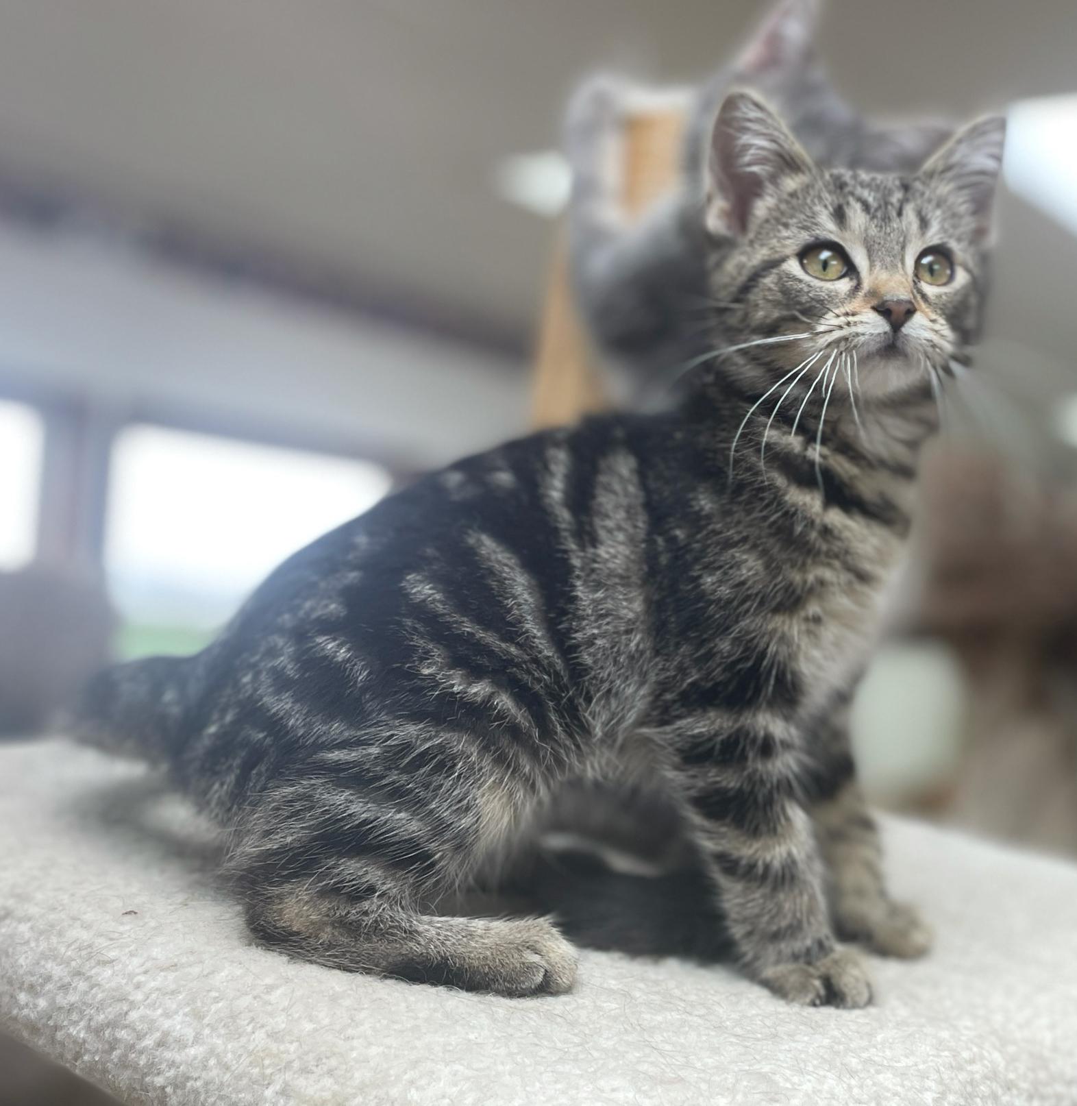 Enlarge Erin (Needs to be Adopted w/Littermate), a Adoptable Domestic Short Hair in Neillsville, WI image 2/6