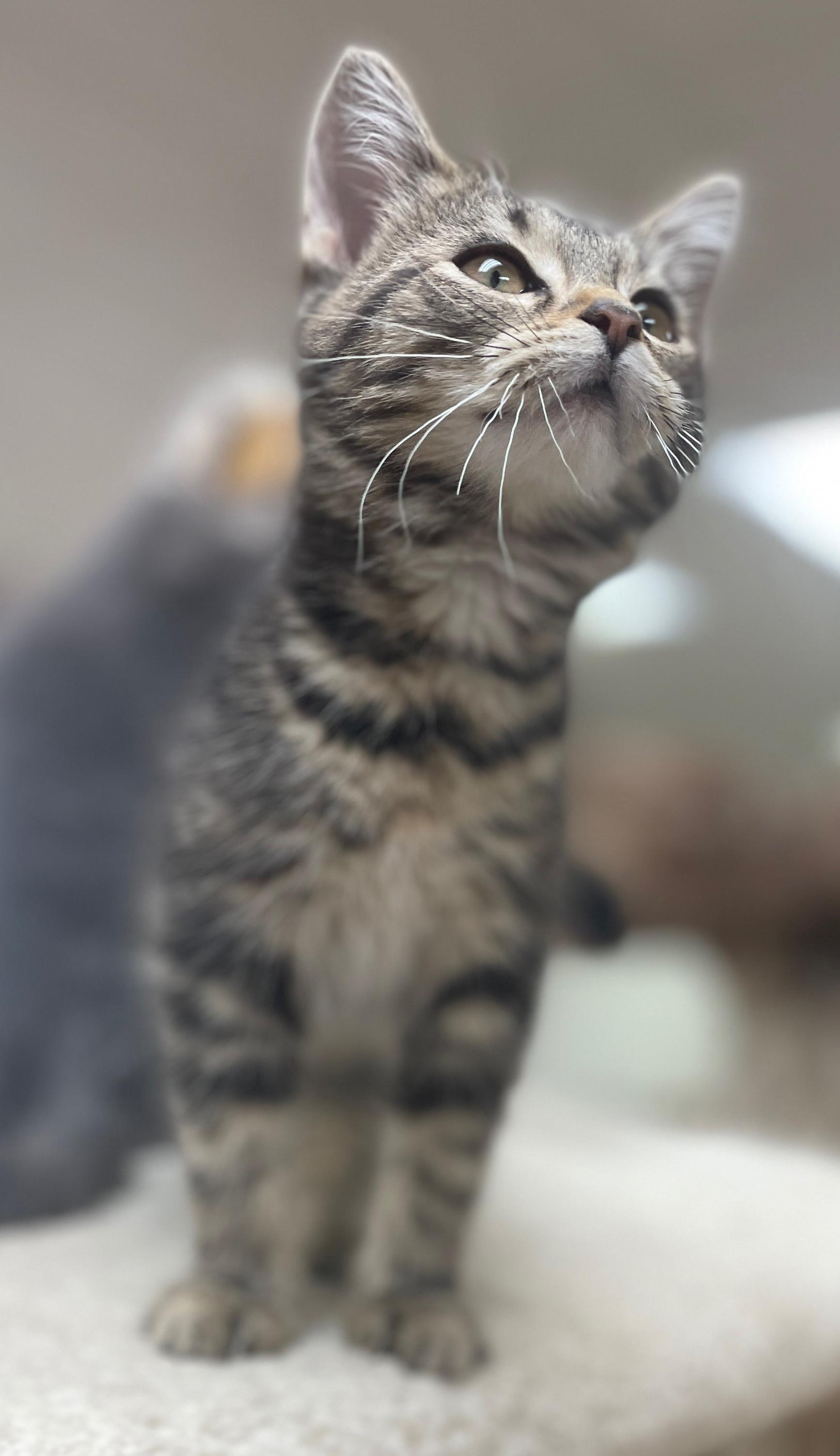 Enlarge Erin (Needs to be Adopted w/Littermate), a Adoptable Domestic Short Hair in Neillsville, WI image 4/6