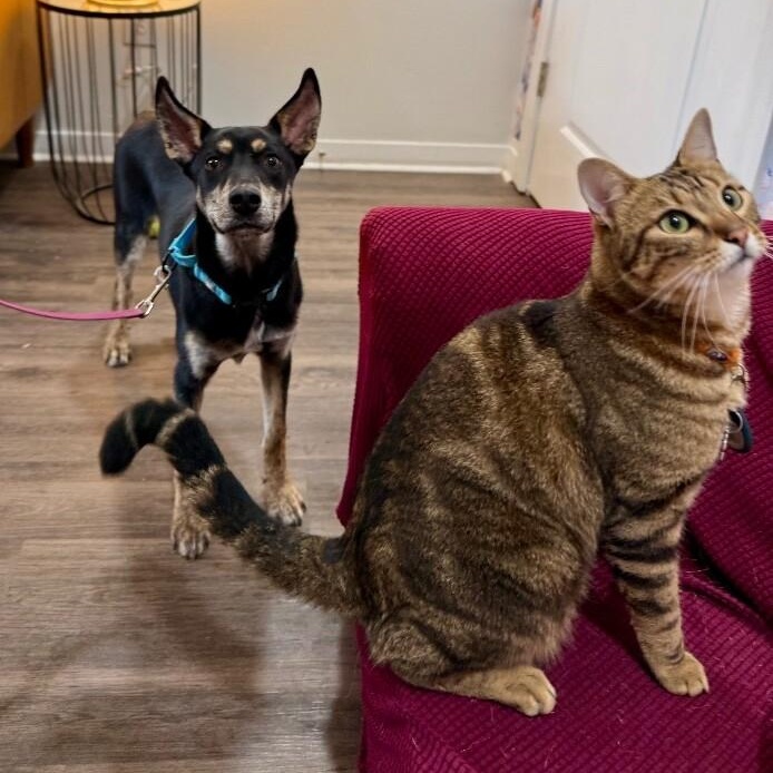 Braeburn Apple — thumbnail 3