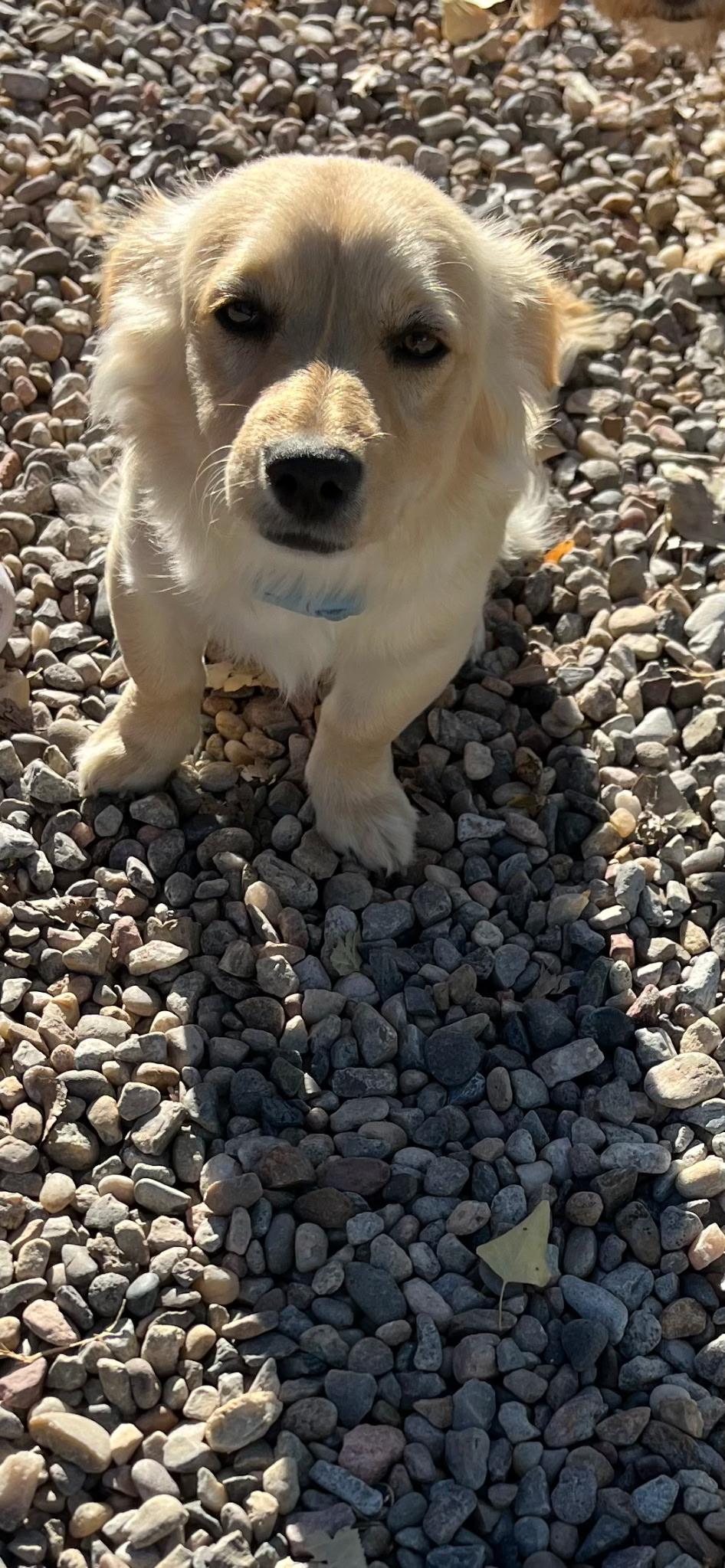Enlarge Dan, a ADOPTABLE mixed breed in Albuquerque, NM image 2/4