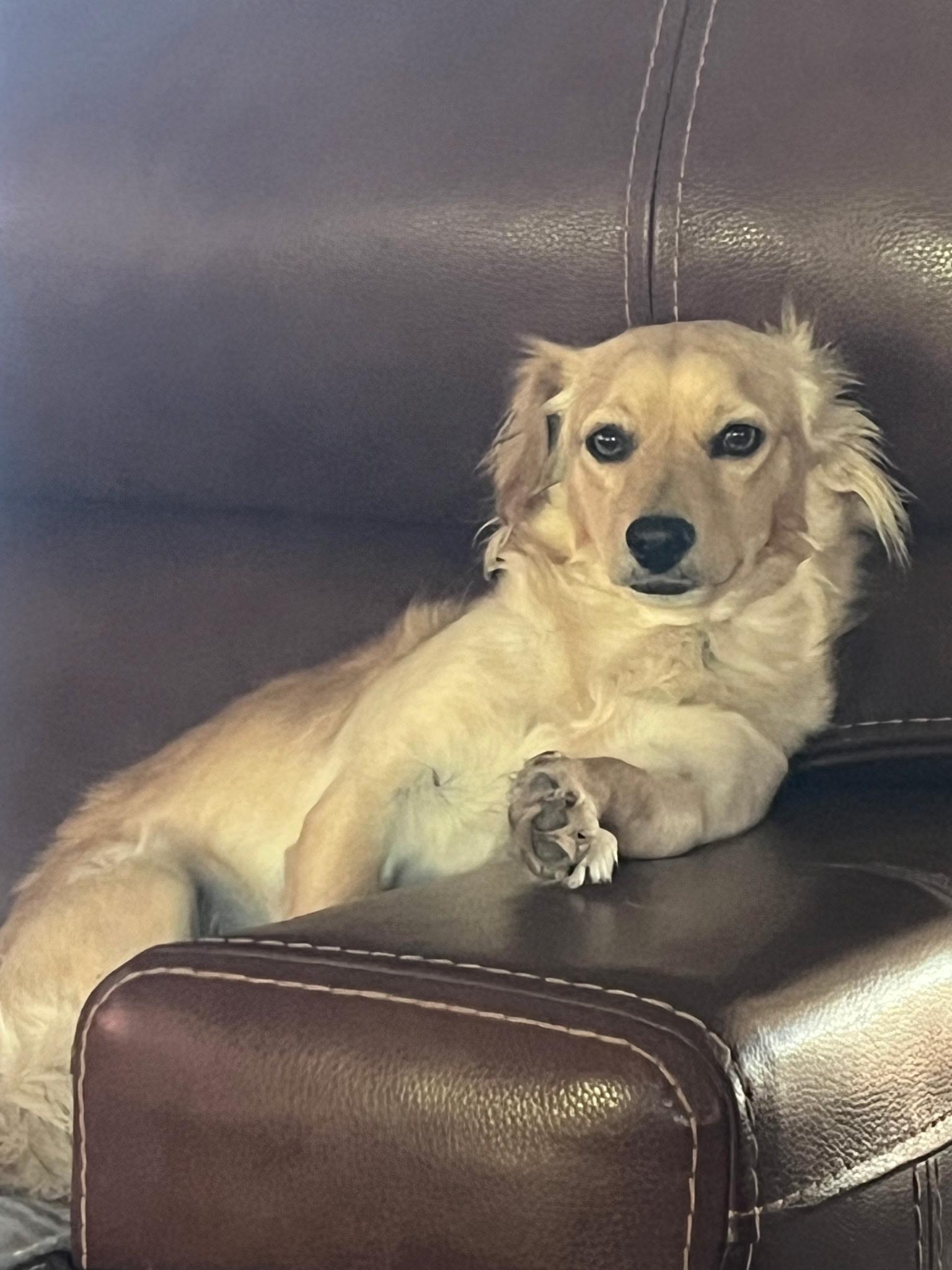 Enlarge Dan, a ADOPTABLE mixed breed in Albuquerque, NM image 1/4