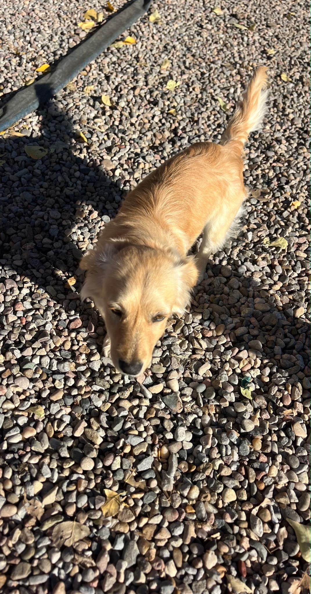 Enlarge Dan, a ADOPTABLE mixed breed in Albuquerque, NM image 4/4