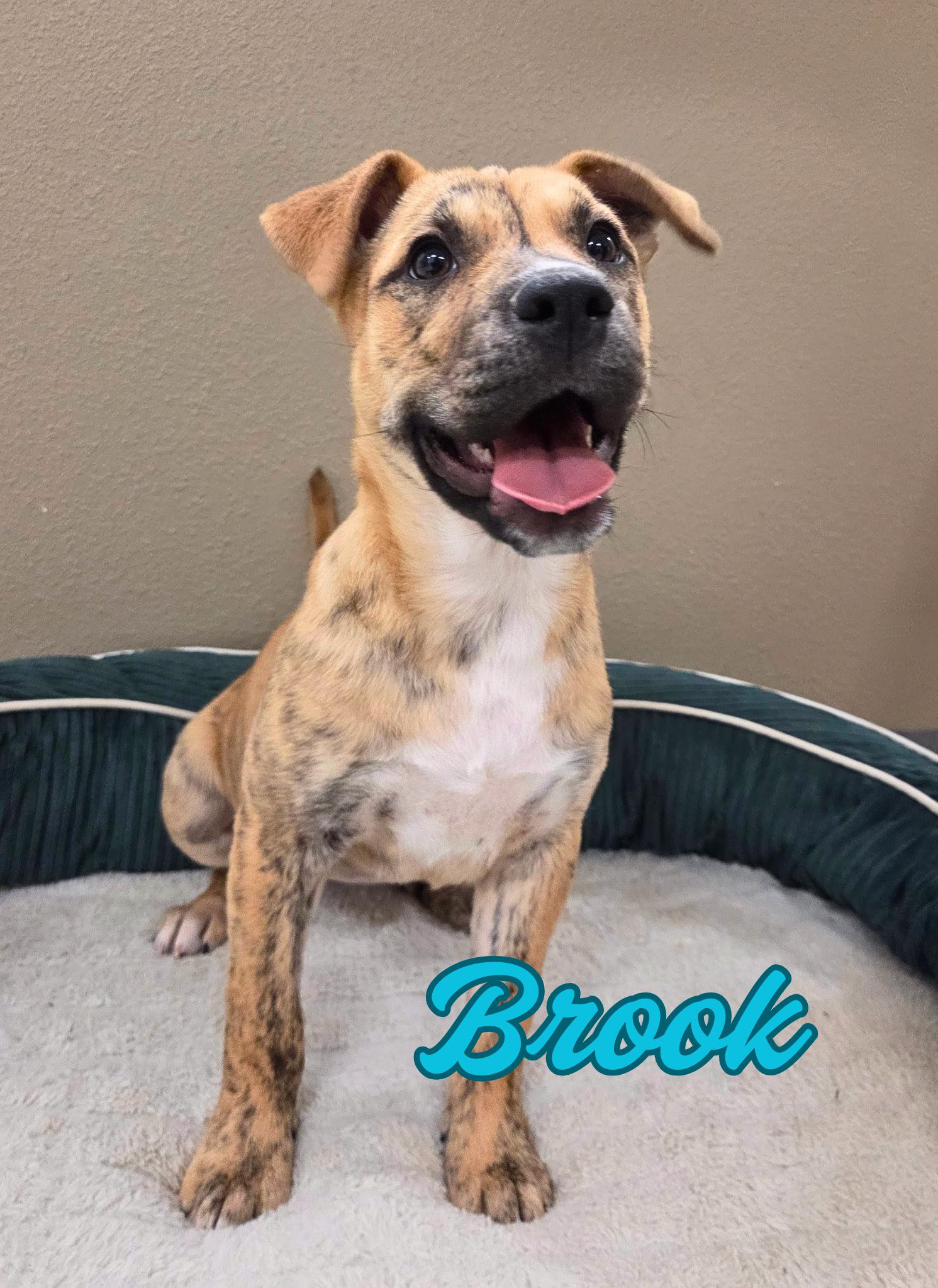 Brook, ADOPTABLE, Puppy Female Husky & Pit Bull Terrier.