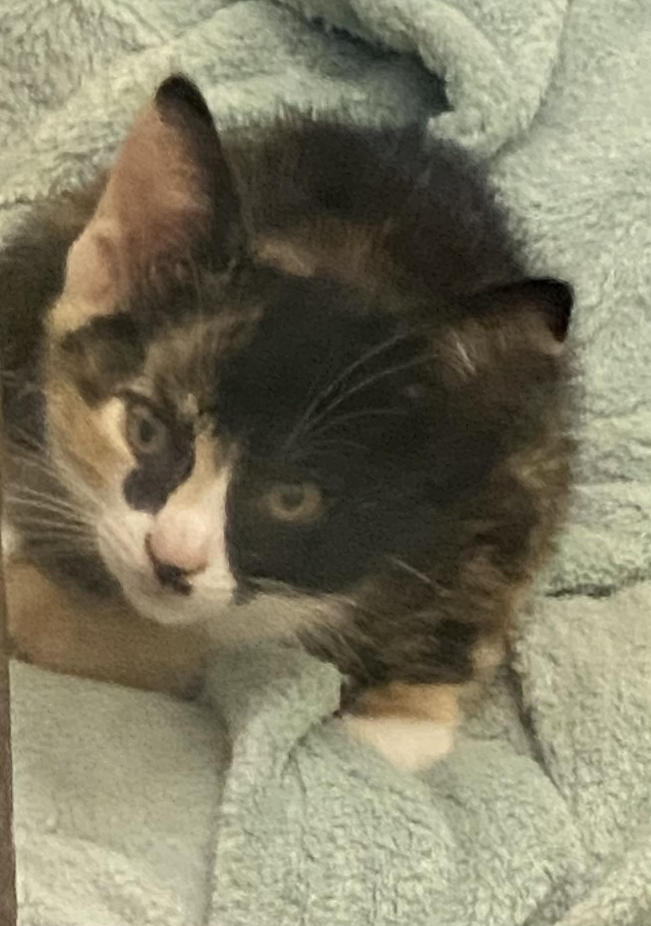 Enlarge Topanga, a Adoptable mixed breed in Stanwood, WA image 1/1
