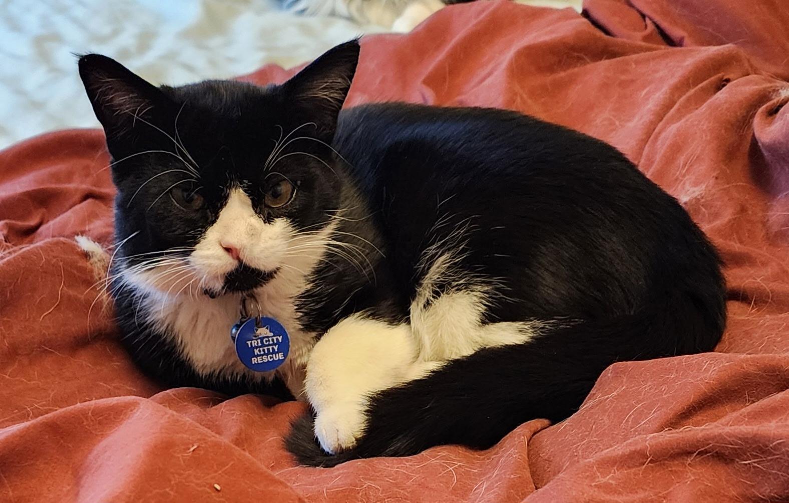 Spooky, ADOPTABLE, Kitten Male Tuxedo.