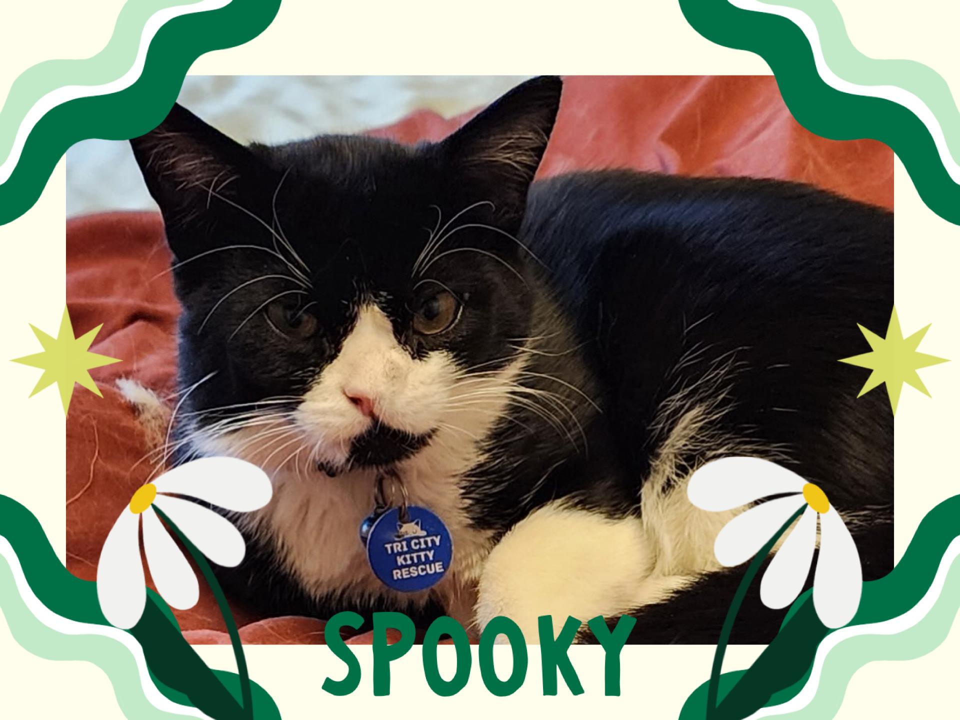 Enlarge Spooky, a ADOPTABLE Tuxedo in Pasco, WA image 6/6