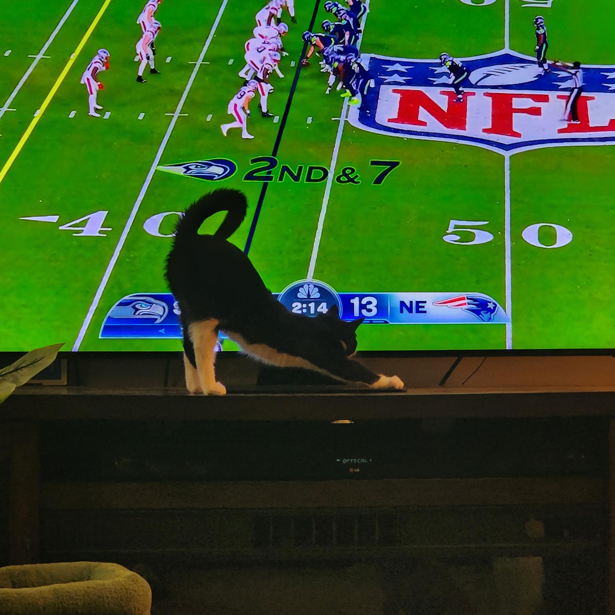 Enlarge Spooky, a ADOPTABLE Tuxedo in Pasco, WA image 5/6