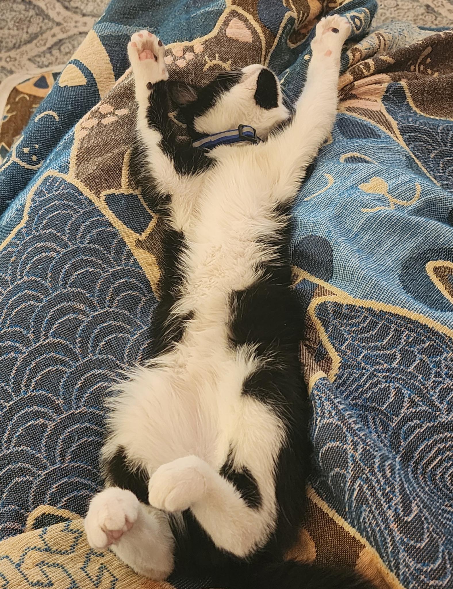 Enlarge Spooky, a ADOPTABLE Tuxedo in Pasco, WA image 4/6