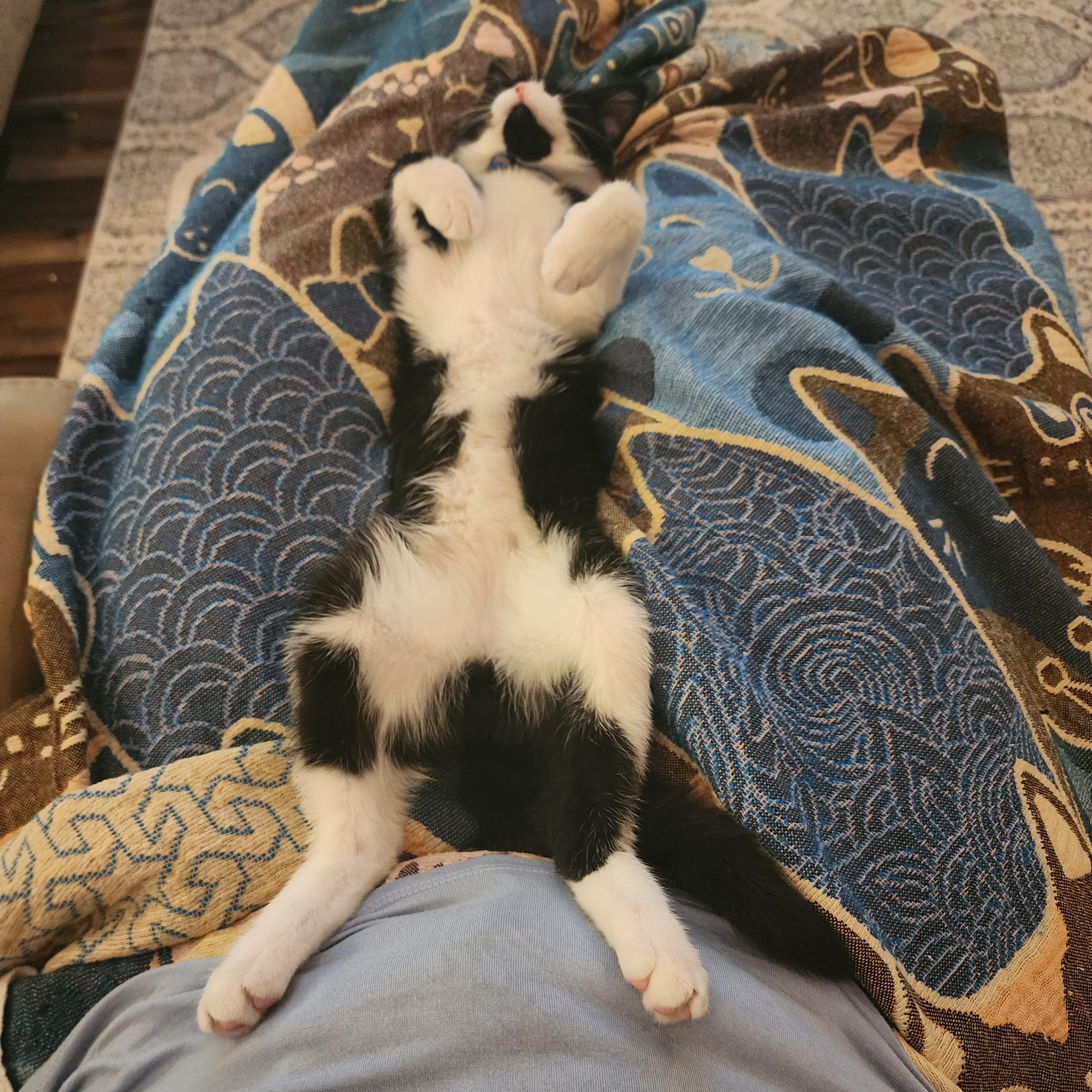 Enlarge Spooky, a ADOPTABLE Tuxedo in Pasco, WA image 2/6