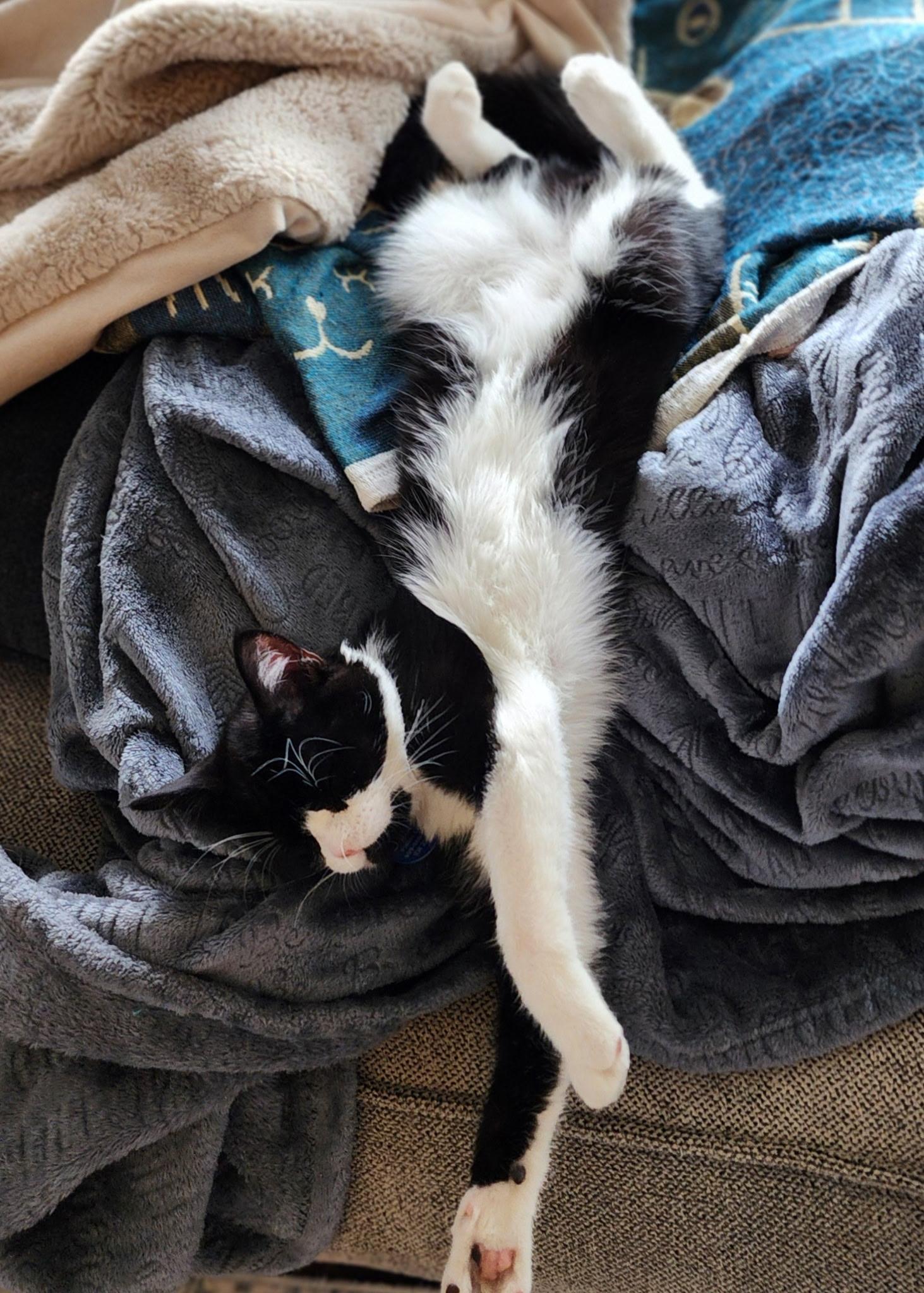 Enlarge Spooky, a ADOPTABLE Tuxedo in Pasco, WA image 3/6
