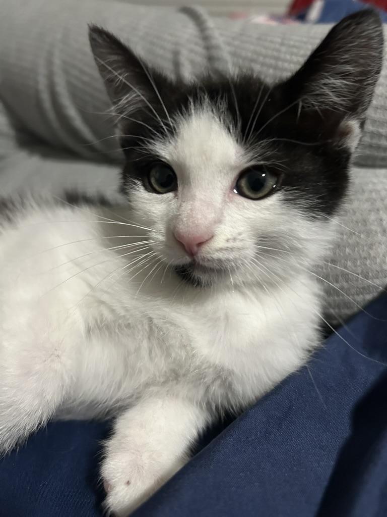 Lazslo, Baby Male Domestic Short Hair