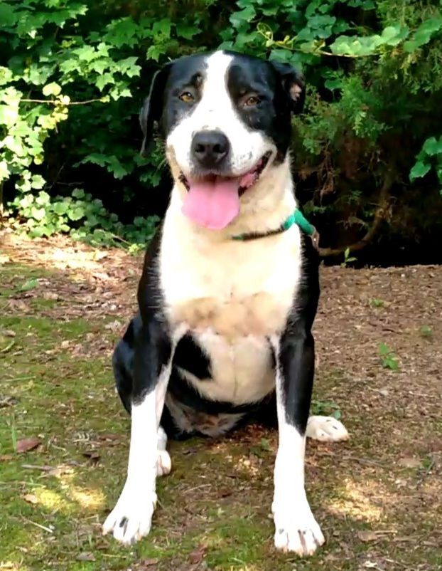 Enlarge Luke & Lydia, a Adoptable mixed breed in Westminster, SC image 1/12