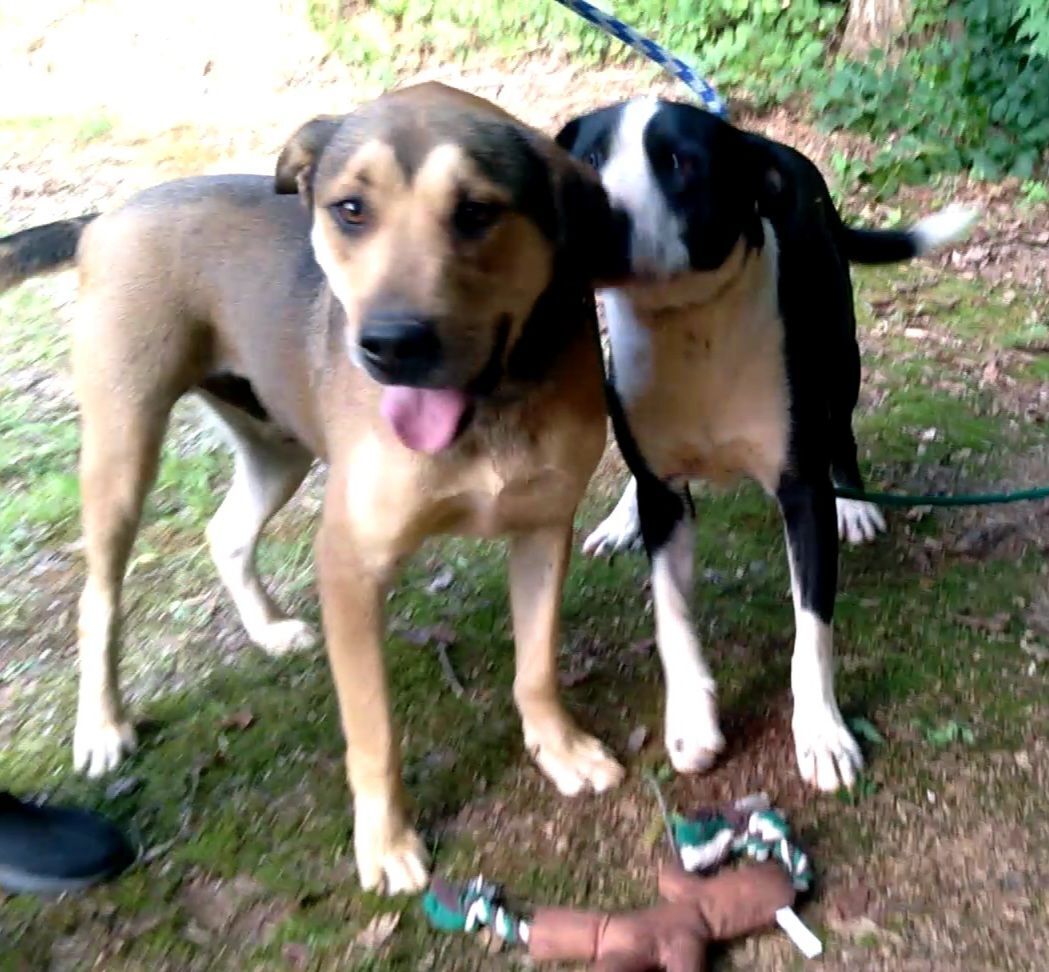 Luke & Lydia, Adoptable, Adult Male Shepherd & Border Collie.