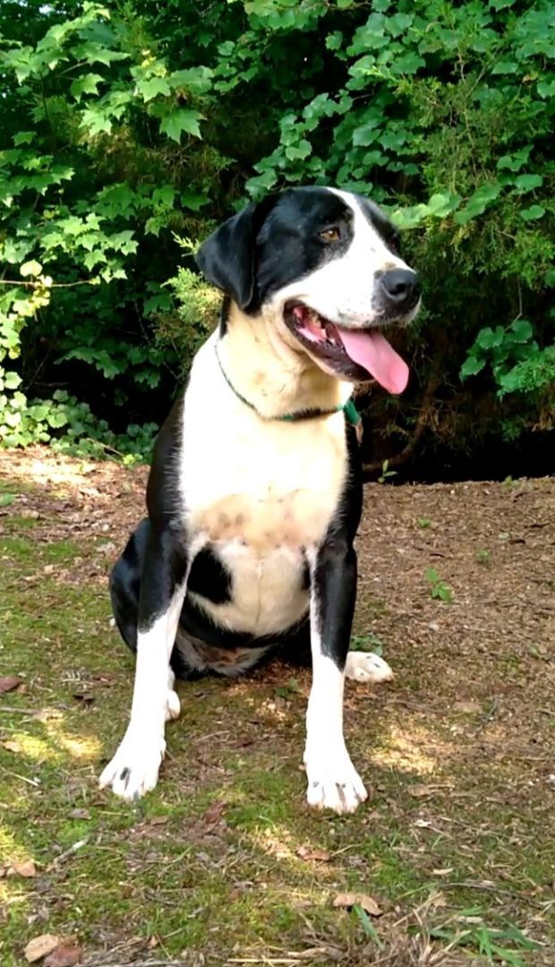 Enlarge Luke & Lydia, a Adoptable mixed breed in Westminster, SC image 3/12