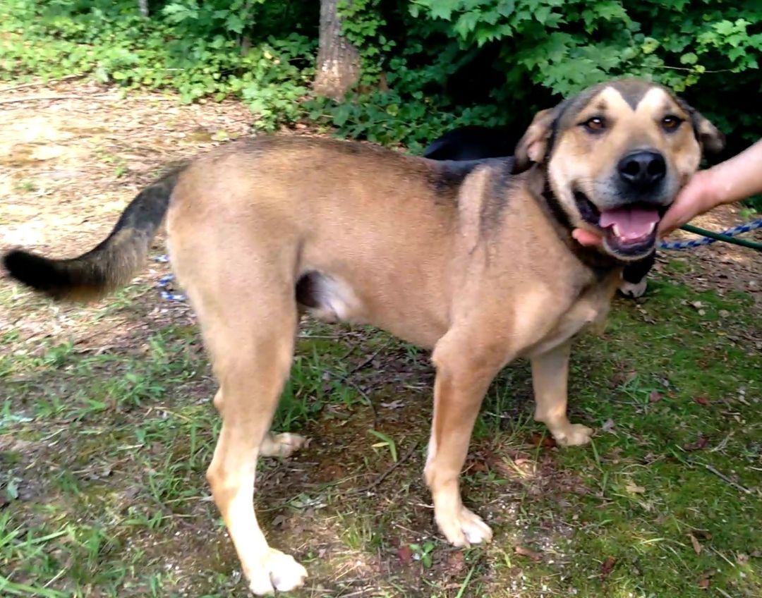 Enlarge Luke & Lydia, a Adoptable mixed breed in Westminster, SC image 5/12