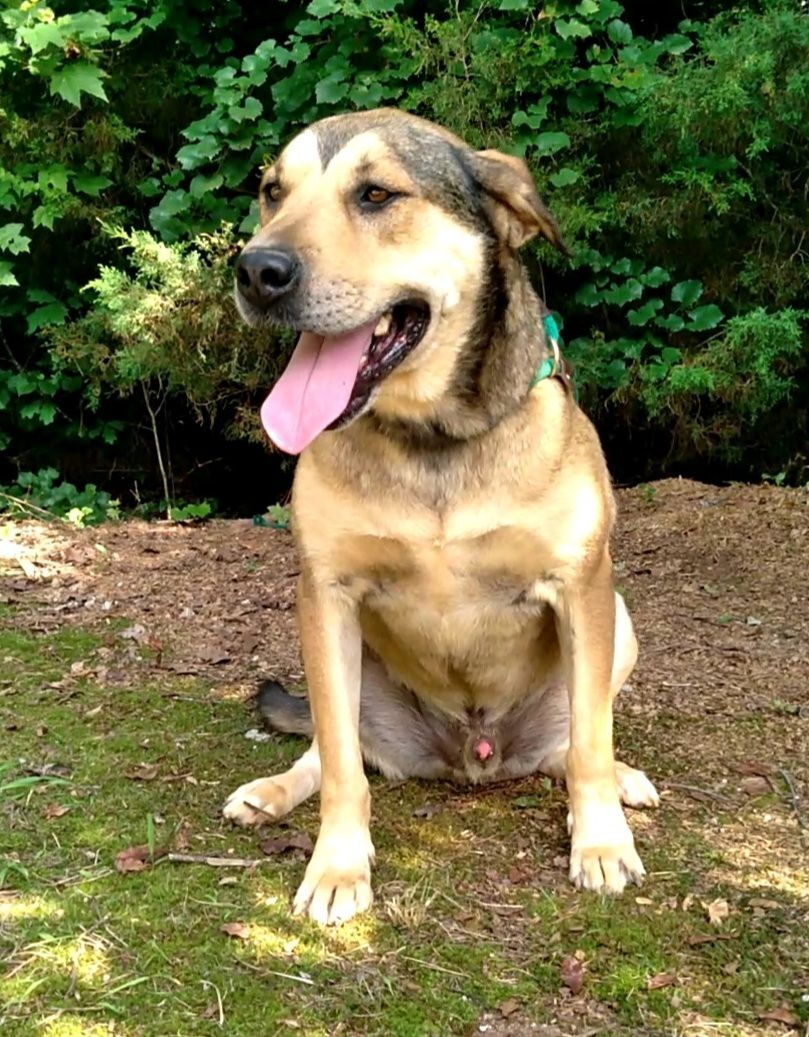 Enlarge Luke & Lydia, a Adoptable mixed breed in Westminster, SC image 6/12
