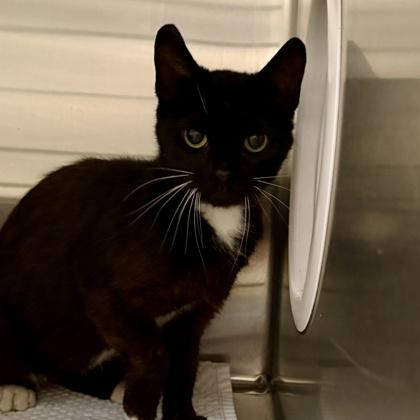 Enlarge Scruffy, a ADOPTABLE Domestic Short Hair in Lansing, MI image 2/2
