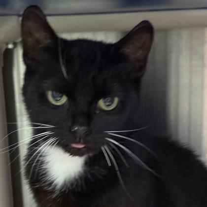 Scruffy, ADOPTABLE, Adult Female Domestic Short Hair.