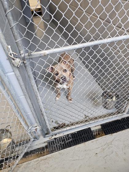 Enlarge Bruno, a Adoptable Mixed Breed in Montclair, NJ image 1/1