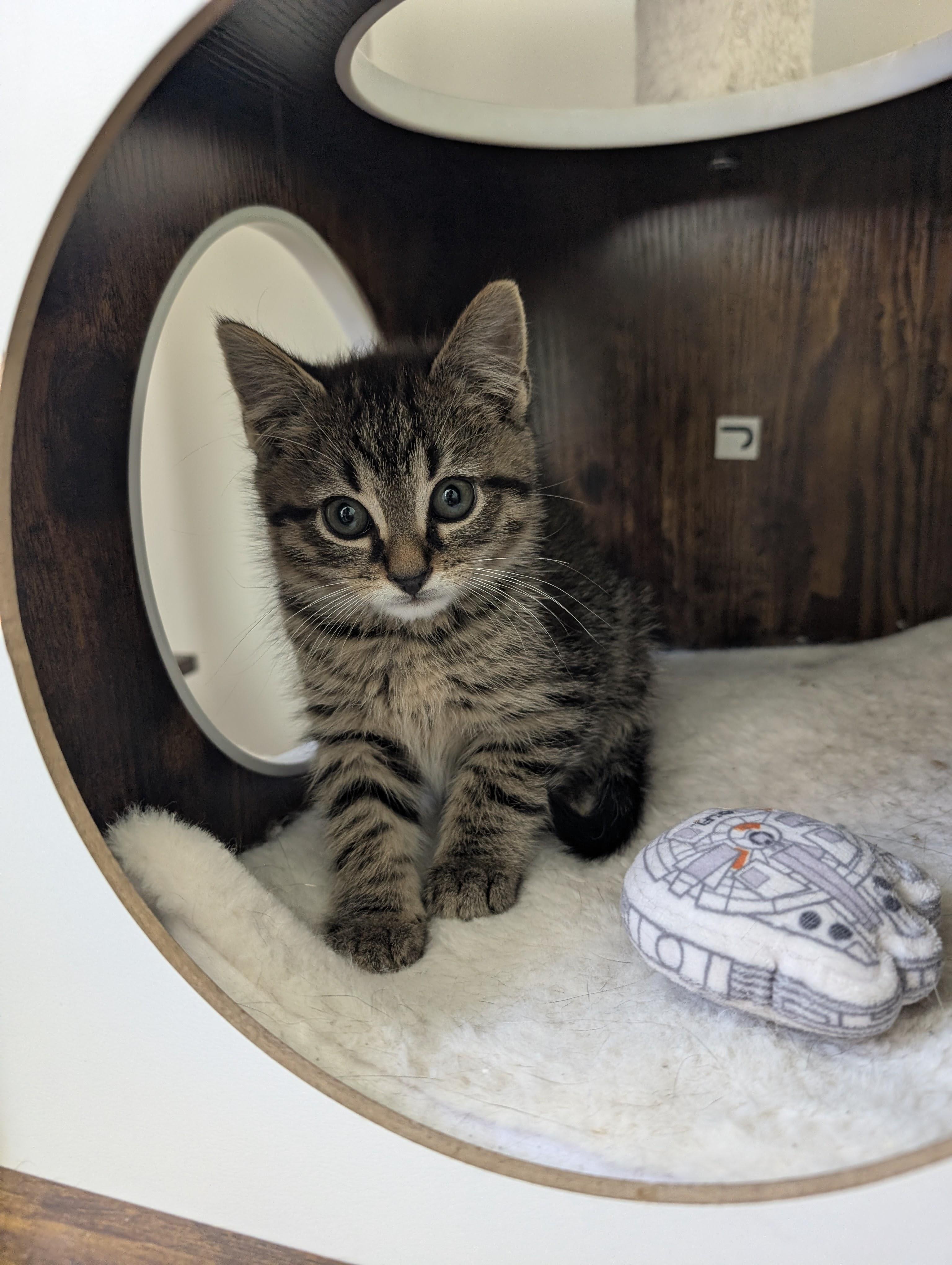 Cafe Kittens - Miso, a Adoptable Domestic Short Hair in Leesburg, VA image 5/5