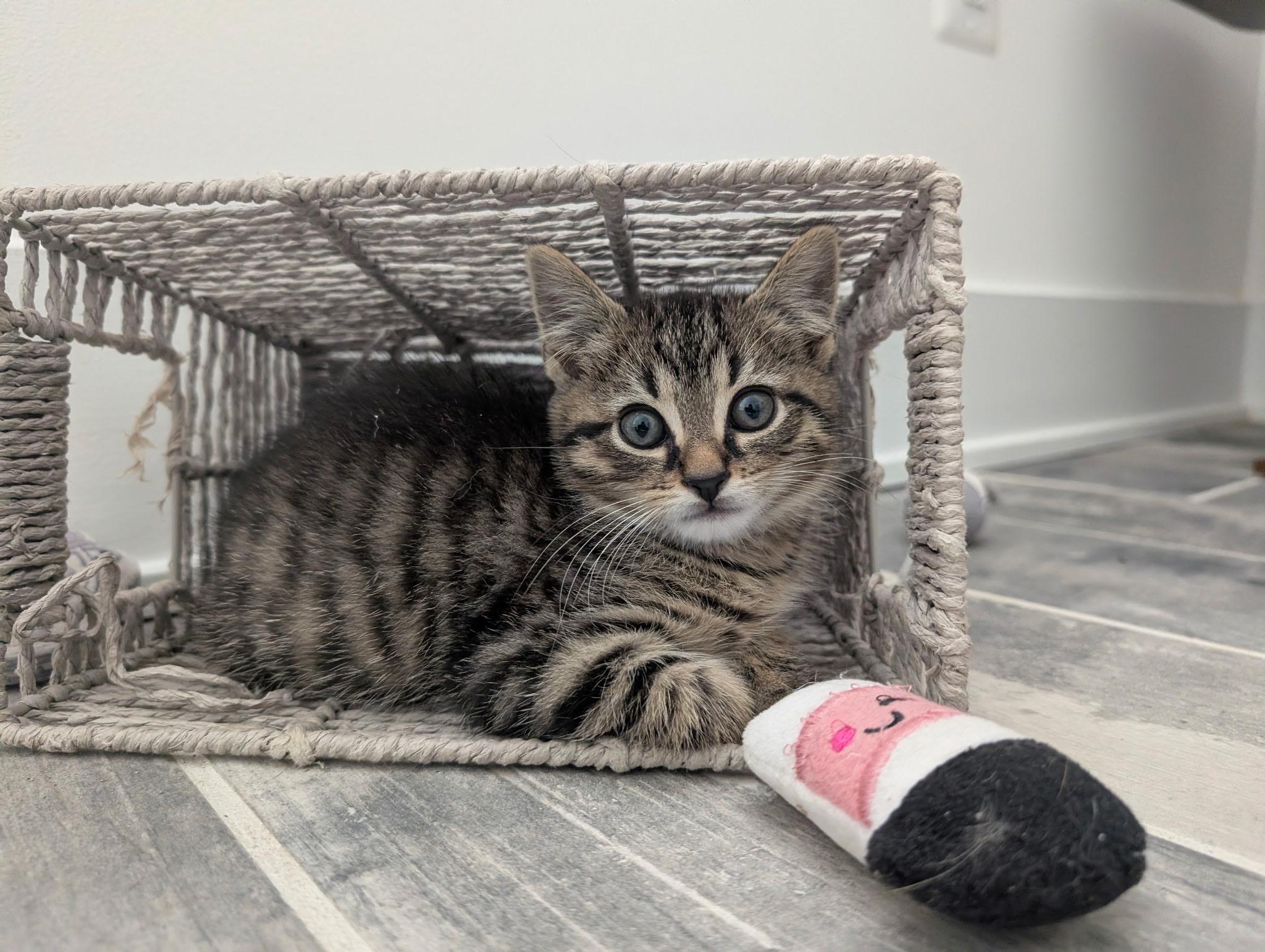 Cafe Kittens - Miso, a Adoptable Domestic Short Hair in Leesburg, VA image 2/5