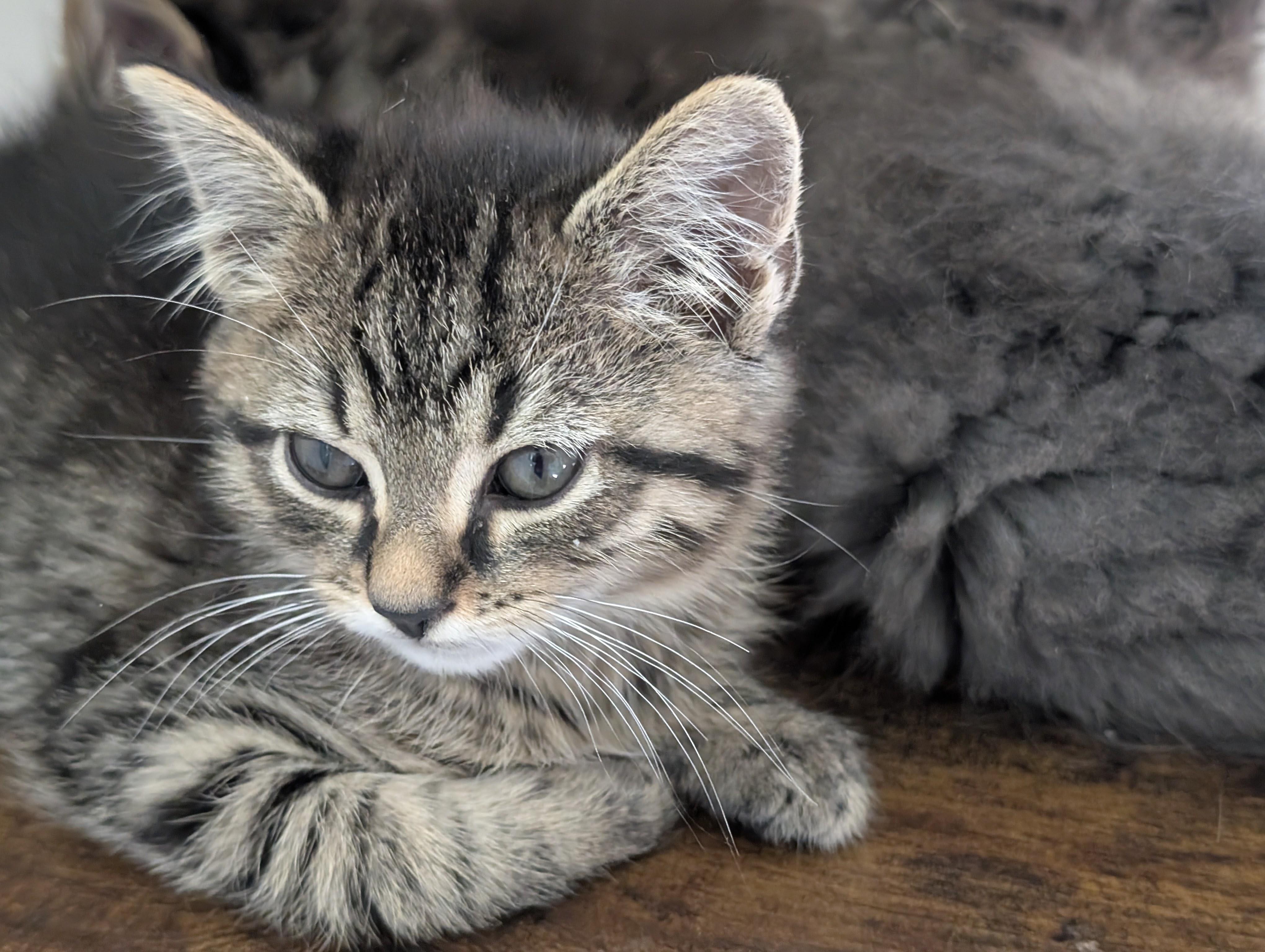 Cafe Kittens - Miso, a Adoptable Domestic Short Hair in Leesburg, VA image 4/5