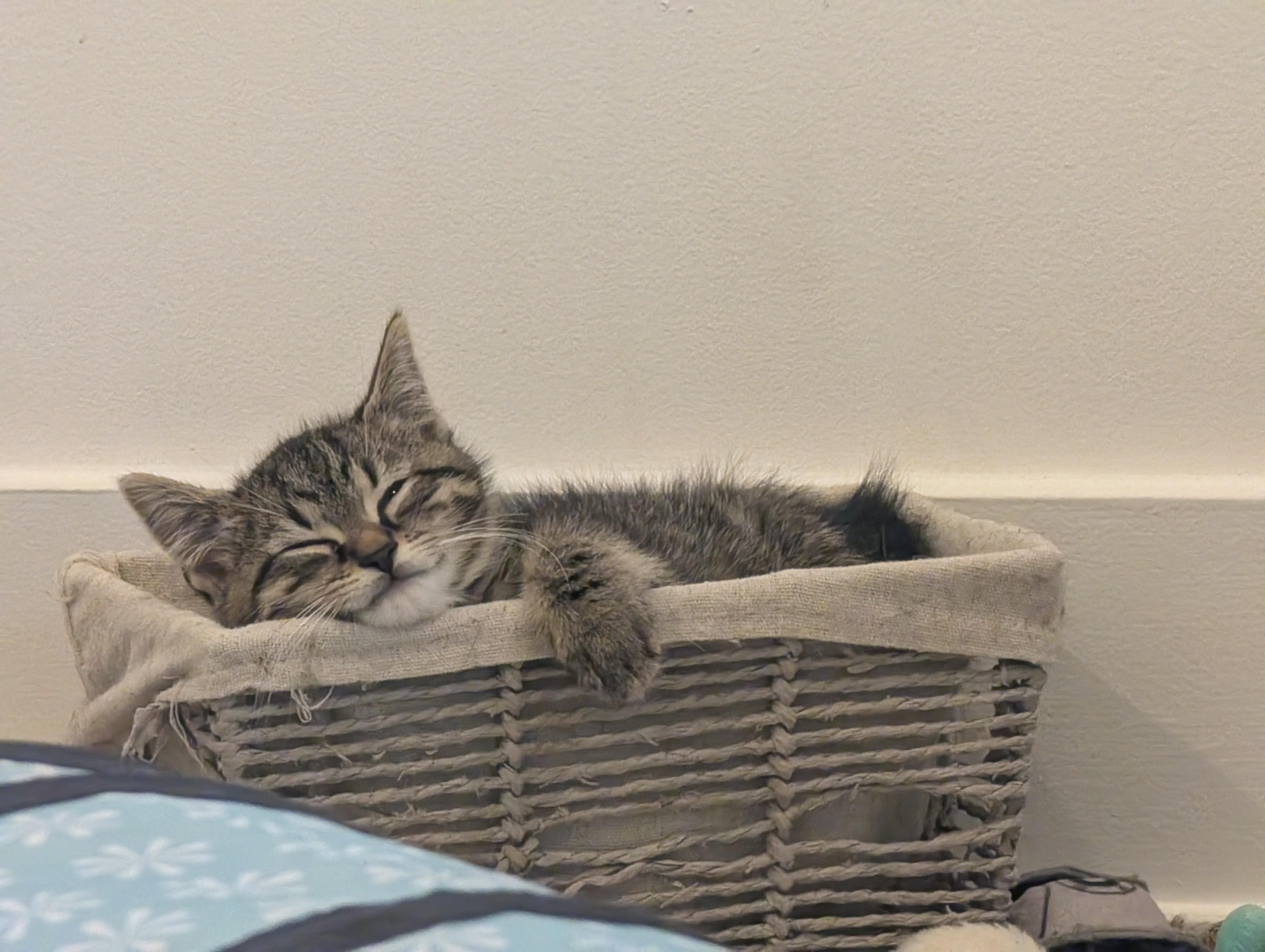 Cafe Kittens - Miso, a Adoptable Domestic Short Hair in Leesburg, VA image 3/5