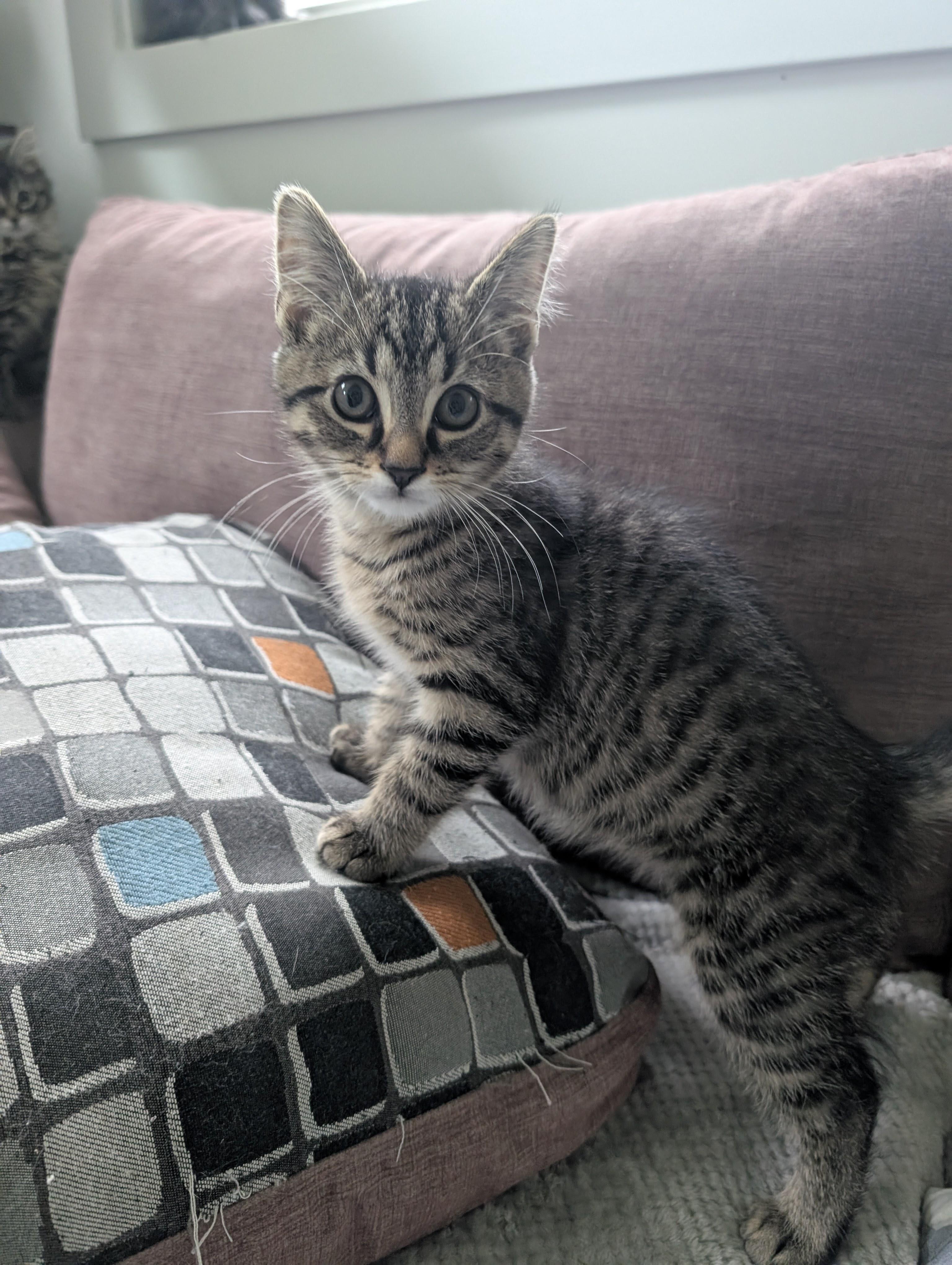 Cafe Kittens - Miso, Adoptable, Kitten Male Domestic Short Hair.