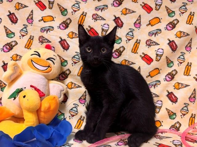 HOLLAND, Adoptable, Kitten Male Domestic Short Hair.