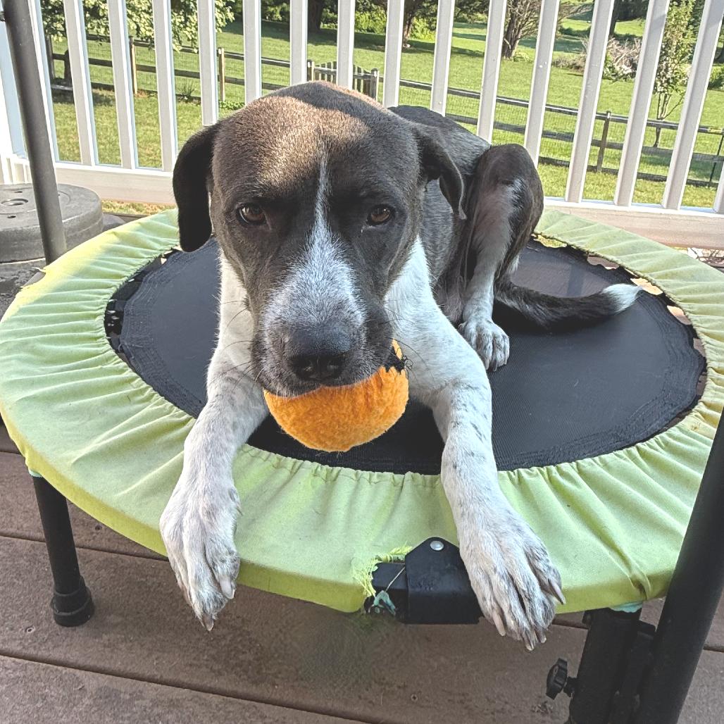 Mollie, a Adoptable mixed breed in York, PA image 1/6