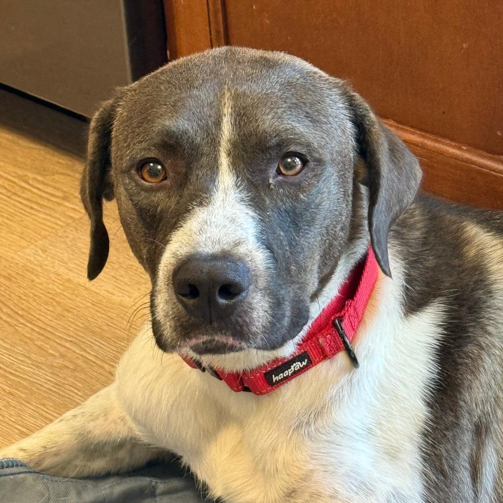 Mollie, a Adoptable mixed breed in York, PA image 5/6