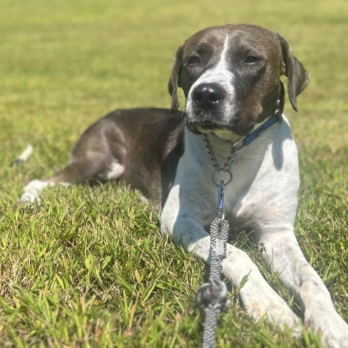 Mollie, a Adoptable mixed breed in York, PA image 2/6
