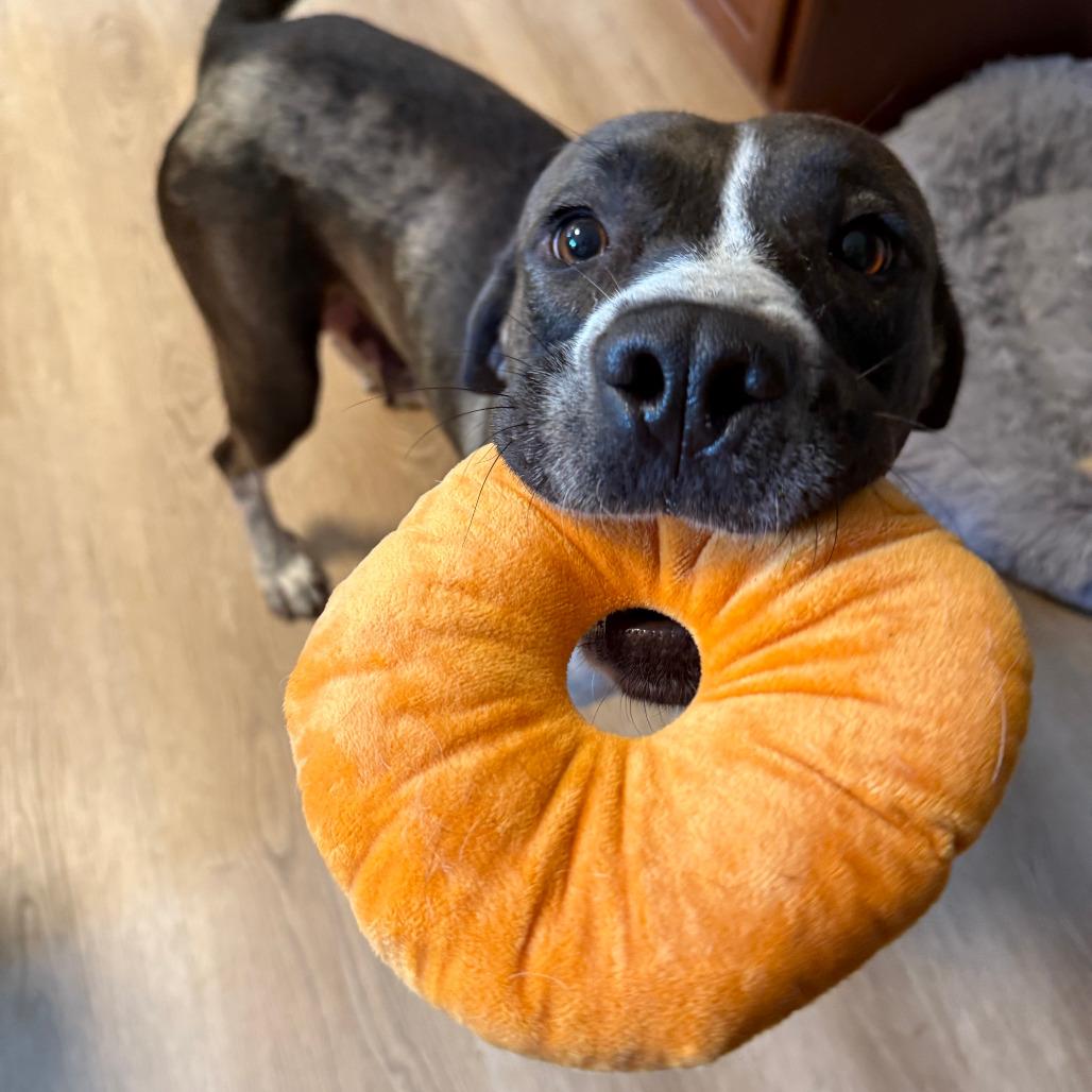 Mollie, a Adoptable mixed breed in York, PA image 6/6