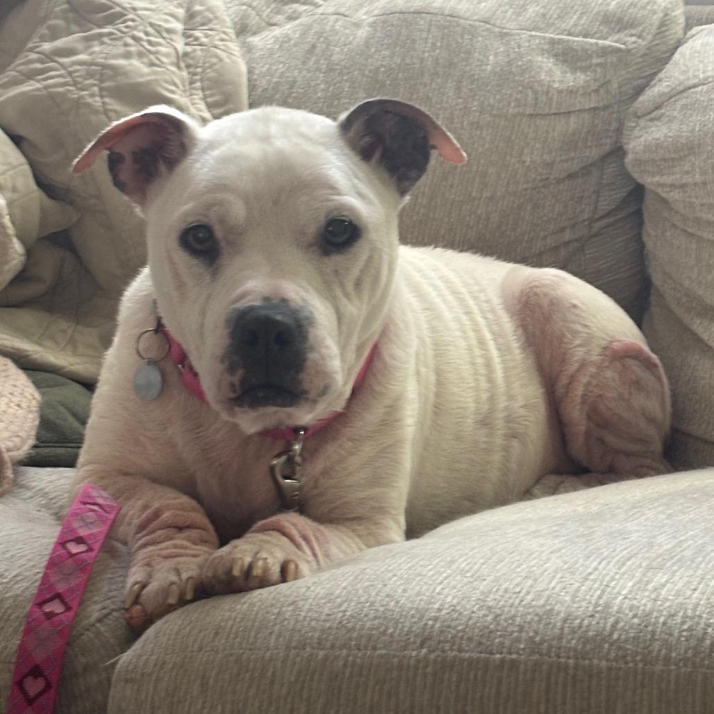 Enlarge Lola, a Adoptable Pit Bull Terrier in Nashville, TN image 1/6