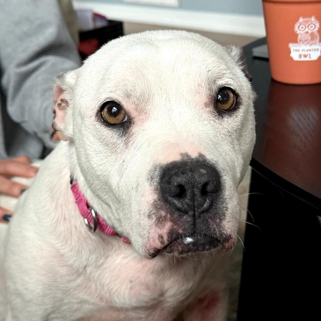 Enlarge Lola, a Adoptable Pit Bull Terrier in Nashville, TN image 2/6