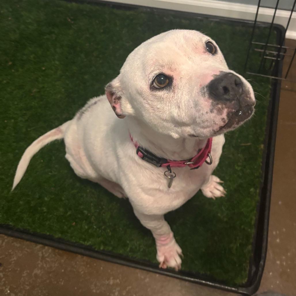 Enlarge Lola, a Adoptable Pit Bull Terrier in Nashville, TN image 6/6