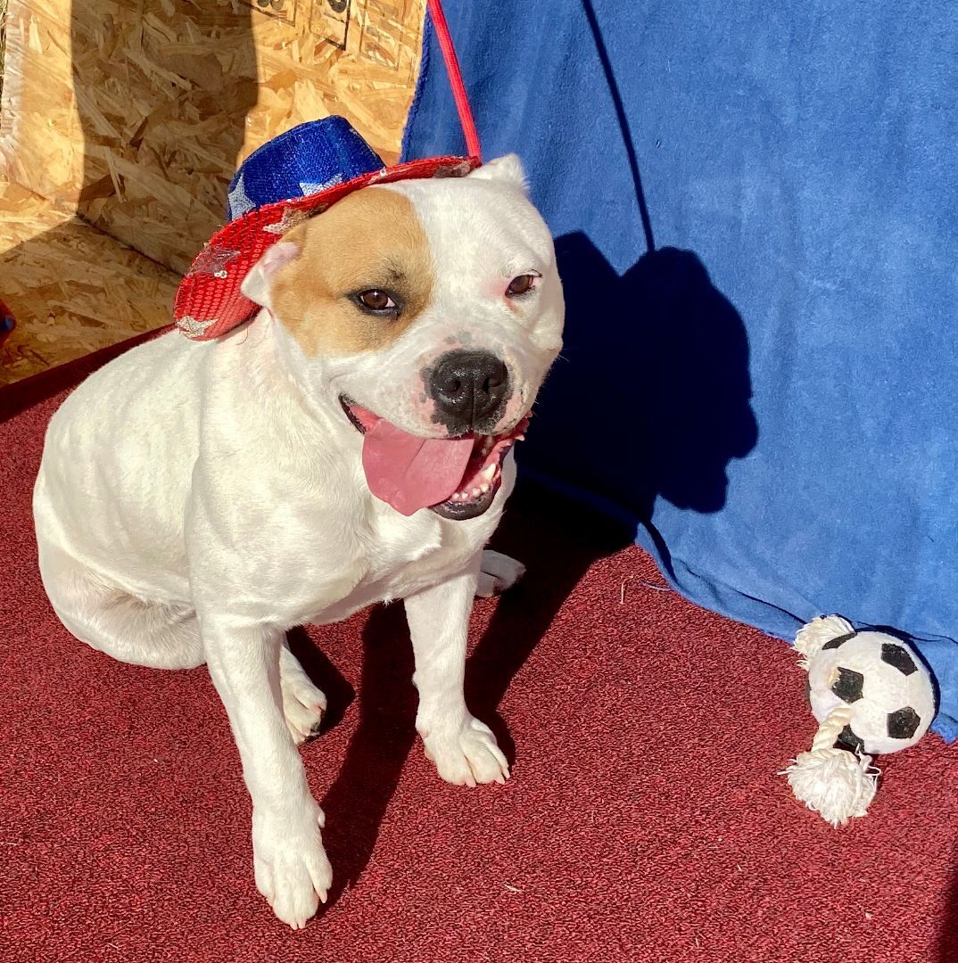 Enlarge Libby, a Adoptable American Bulldog in Hagerman, NM image 1/6