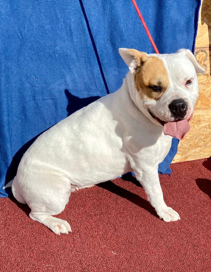 Enlarge Libby, a Adoptable American Bulldog in Hagerman, NM image 2/6
